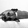 animal, black_and_white, calm, canine, close_up, dog, domestic, ears, expression, friendly, fur, head_tilt, indoor, looking_at_camera, lying_down, pet, portrait, relaxed, resting, soft_surface