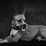 Leika participe au concours pour gagner de l'argent avec cette photo : alert, animal, background, black_and_white, calm, canine, collar, dog, domestic_animal, ears_up, indoor, lying_down, monochrome, muscular, pet, portrait, short_hair, side_view, studio, tongue_out