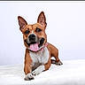 animal, brown_dog, canine, collar, cute, dog, domestic_animal, ears_up, friendly, indoor, looking_at_camera, lying_down, mammal, panting, pet, portrait, resting, studio_photo, tongue_out, white_background