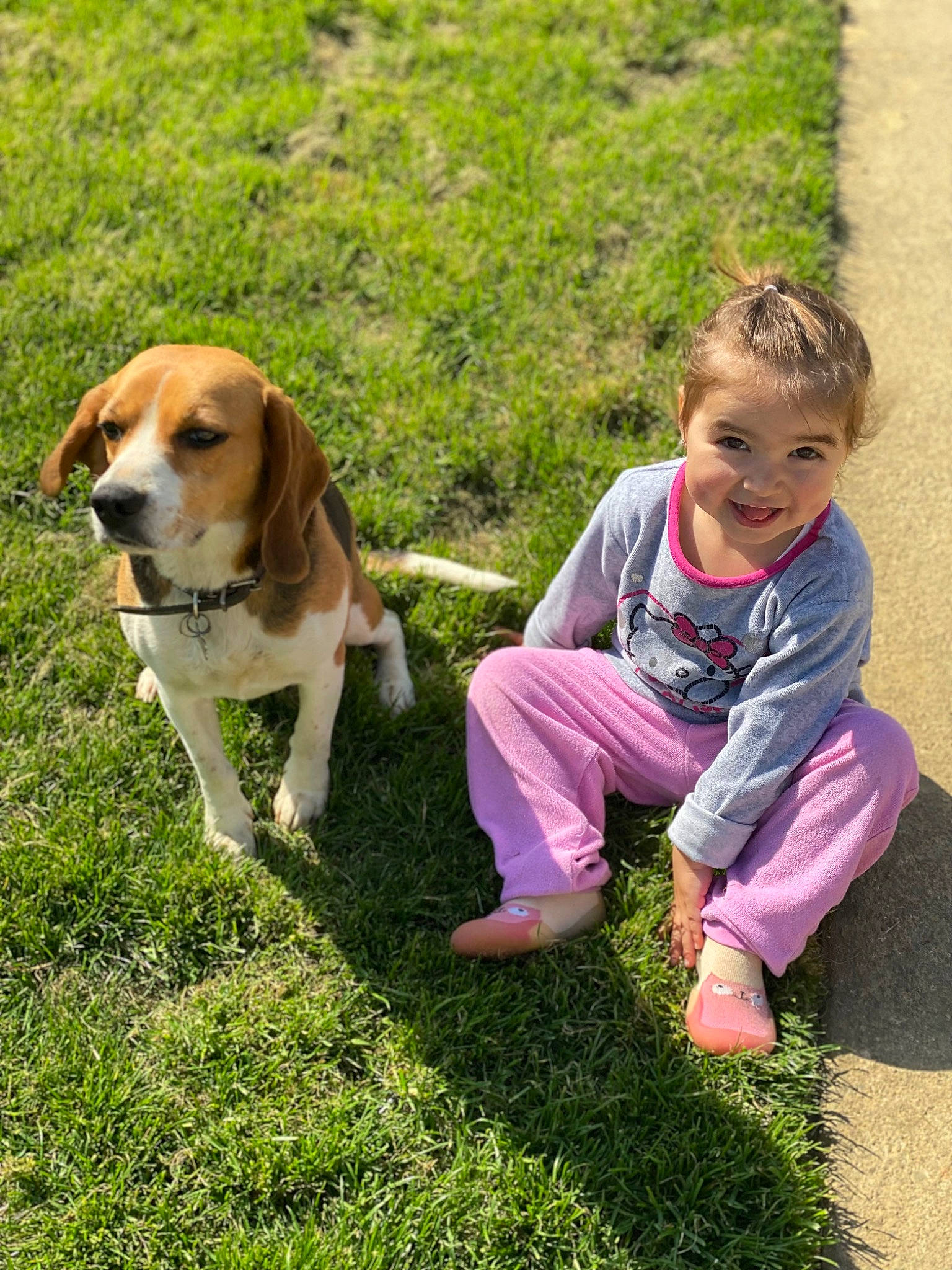 Ambre a rejoint le concours — aidez-le/la à gagner de superbes lots ! beagle, beagle_harrier, canidae, carnivore, companion_dog, dog, dog_breed, fawn, grass, happy, hound, joy, leash, people_in_nature, person, plant, scent_hound, sitting, smile, sporting_group