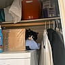 Chester is registered to the contest to win money with this photo: cat, laundry_closet, cardboard_box, washing_machine, clothes, hanger, shelf, household_items, curious_cat, black_and_white_cat, indoors, storage, fabric, container, plastic_bucket, cleaning_product, coat, clothing, pet, peek