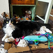 Chester joined the competition — help win amazing prizes! cat, black_and_white, indoor, toy, cardboard, floor, statue, dog_statue, curious, relaxed, colorful, furniture, box, wood_floor, decor, pet, domestic, playful, animal, close_up