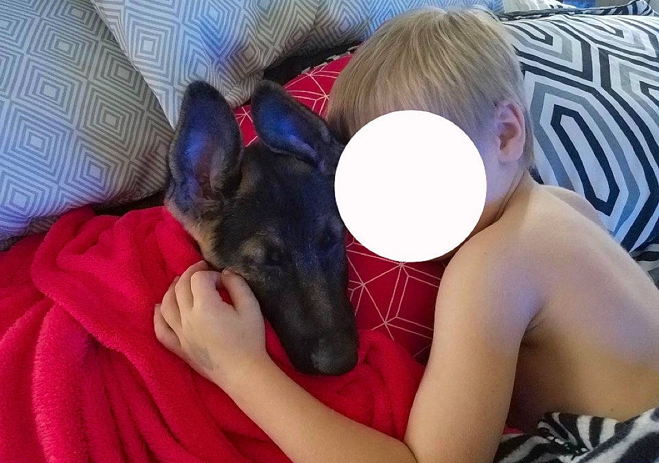 Axel is registered to the contest to win money with this photo: canidae, carnivore, comfort, companion_dog, dog, dog_breed, ear, fawn, fun, fur, human_leg, mammal, sitting, snout, sporting_group, tableware, thigh, toy_dog, vertebrate, whiskers