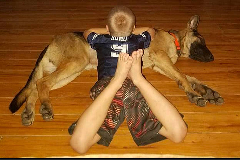 Axel joined the competition — help win amazing prizes! canidae, carnivore, comfort, companion_dog, dog, dog_breed, fawn, flooring, foot, fur, hardwood, human_leg, knee, sitting, sporting_group, sportswear, tail, thigh, wood, working_animal