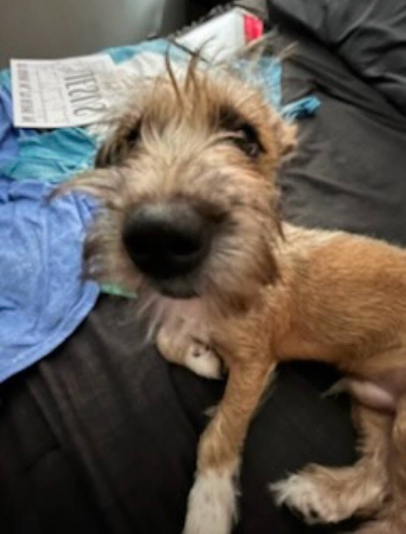 Winston joined the competition — help win amazing prizes! canidae, carnivore, companion_dog, dog, dog_breed, fur, maltepoo, non_sporting_group, paw, puppy, puppy_love, small_terrier, snout, sporting_group, terrier, toy_dog, water_dog, working_animal