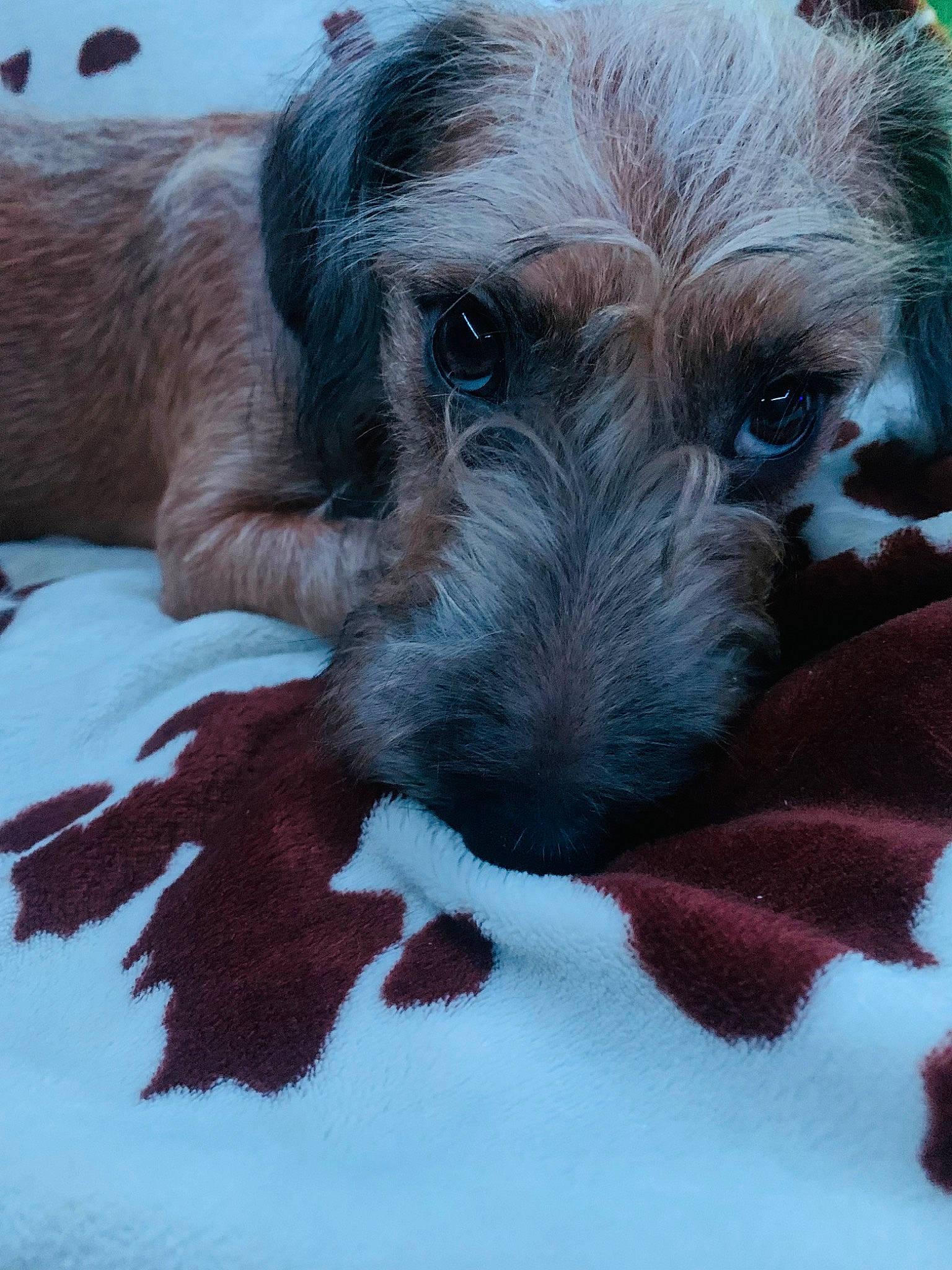 Winston is registered to the contest to win money with this photo: art, canidae, carnivore, companion_dog, dog, dog_breed, fawn, fur, paw, puppy, puppy_love, small_terrier, snout, sporting_group, terrestrial_animal, terrier, toy_dog, vertebrate, whiskers, working_animal