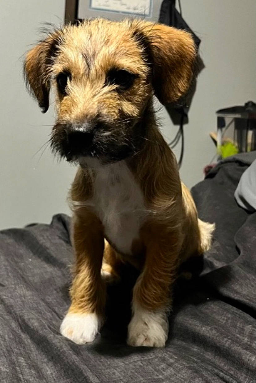 Winston joined the competition — help win amazing prizes! canidae, carnivore, companion_dog, dog, dog_breed, fawn, flooring, fur, small_terrier, snout, sporting_group, terrestrial_animal, terrier, whiskers, working_animal, working_terrier