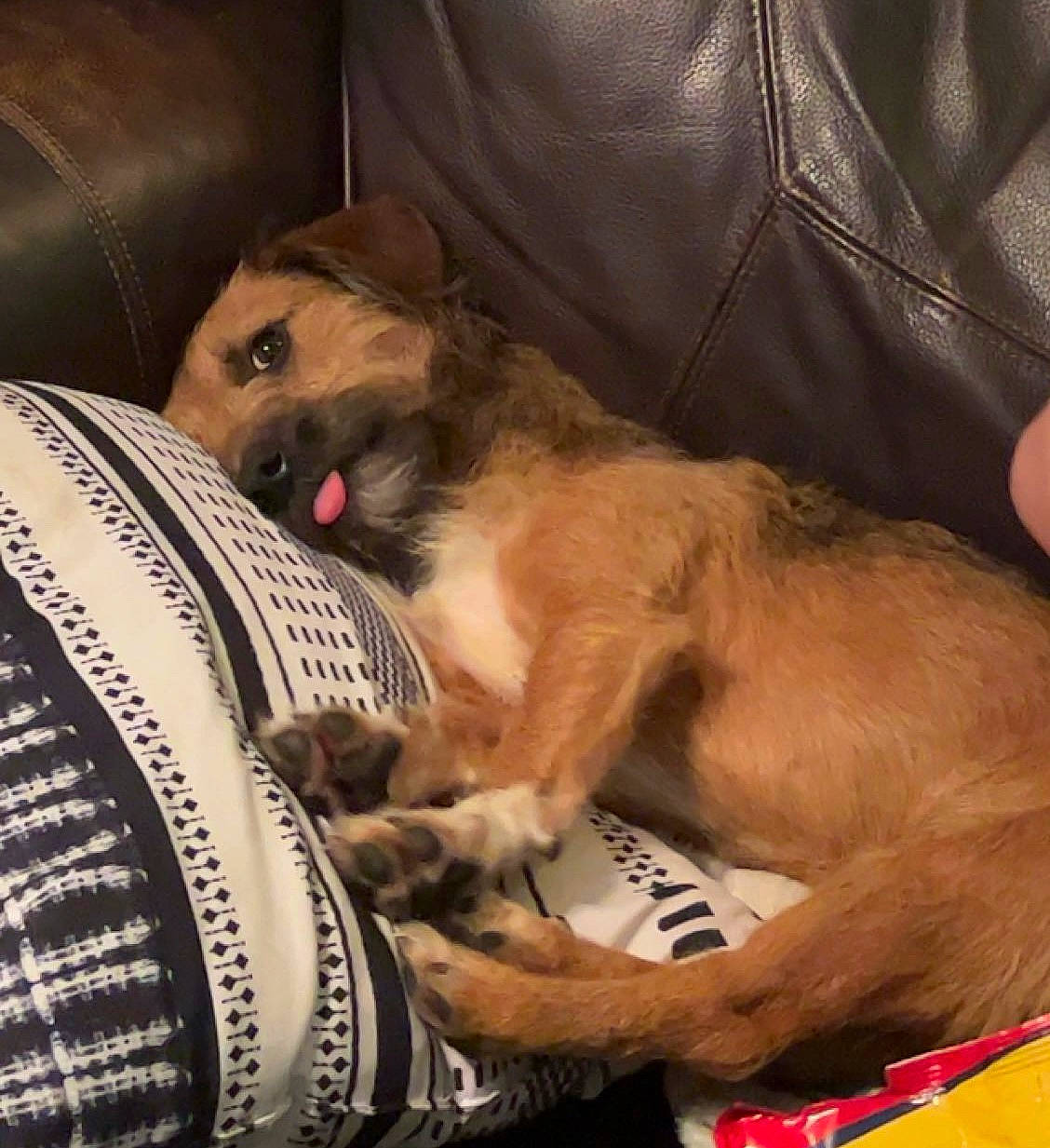 Winston is registered to the contest to win money with this photo: canidae, carnivore, comfort, companion_dog, couch, dog, dog_breed, fawn, flesh, foot, fur, human_leg, lap, paw, snout, sporting_group, tail, toy_dog, whiskers, working_animal