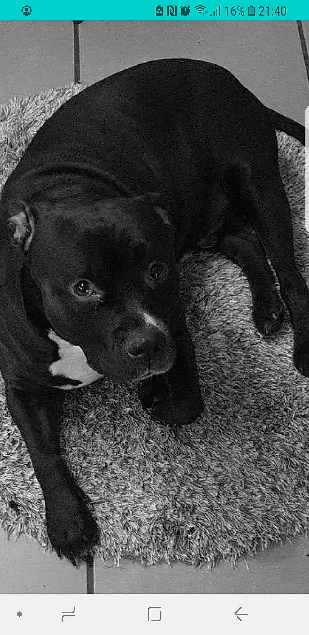 Mozard participe au concours pour gagner de l'argent avec cette photo : borador, canidae, carnivore, companion_dog, dog, dog_breed, fawn, fur, hunting_dog, liver, monochrome, monochrome_photography, non_sporting_group, puppy, snout, terrestrial_animal, whiskers, working_animal