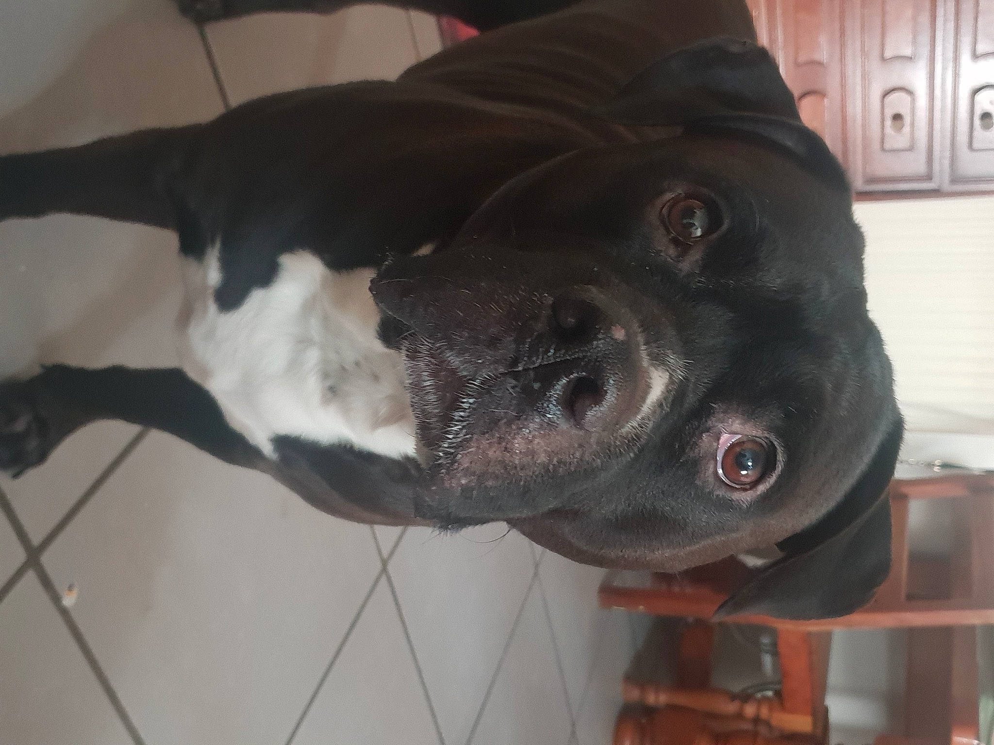 Mozard a rejoint le concours — aidez-le/la à gagner de superbes lots ! borador, canidae, carnivore, collar, companion_dog, dog, dog_breed, dog_collar, fawn, fur, grey, jaw, leash, personal_protective_equipment, pet_supply, snout, sporting_group, tail, whiskers, working_animal