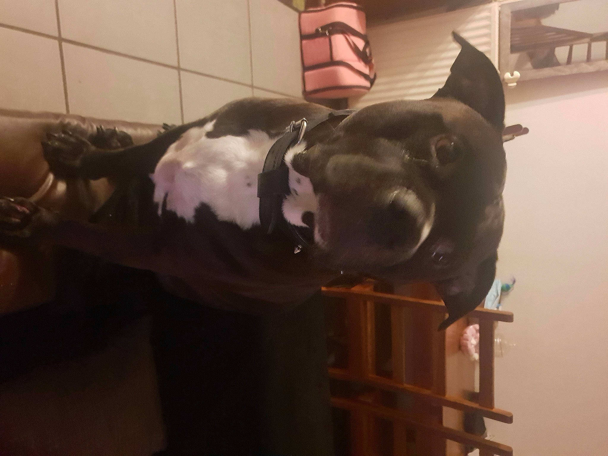 Mozard a rejoint le concours — aidez-le/la à gagner de superbes lots ! art, bronze_sculpture, canidae, dog_breed, fawn, fur, head, jaw, metal, non_sporting_group, personal_protective_equipment, sculpture, snout, sporting_group, statue, suidae, terrestrial_animal, visual_arts, wood, working_animal