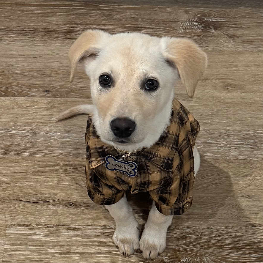 Loucky joined the competition — help win amazing prizes! adorable, animal, brown, collar, cute, dog, domestic_animal, ears, floor, fur, indoor, looking_up, pet, plaid_shirt, puppy, sitting, small_dog, tag, wood_floor, young