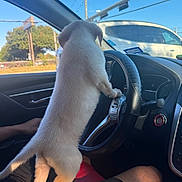 Loucky joined the competition — help win amazing prizes! puppy, dog, car_interior, steering_wheel, person, lap, window, blue_sky, traffic_light, daylight, road, vehicle, dashboard, seat, hand, shorts, fur, pet, animal, outdoor