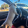 puppy, dog, car_interior, steering_wheel, person, lap, window, blue_sky, traffic_light, daylight, road, vehicle, dashboard, seat, hand, shorts, fur, pet, animal, outdoor