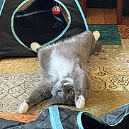 Jersey is registered to the contest to win money with this photo: cat, gray_cat, white_paws, stretching, lying_down, indoor, rug, patterned_rug, pet_tent, toy, playful, feline, whiskers, cute, domestic_cat, relaxed, home, floor, curious_eyes, pet