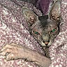 Elvira is registered to the contest to win money with this photo: sphynx_cat, cat, pet, feline, hairless_cat, green_eyes, paw, blanket, pink, texture, cozy, close_up, indoor, animal, wrinkles, cute, relaxed, resting, warm, snuggle