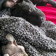 Elvira is registered to the contest to win money with this photo: dog, sphynx_cat, blanket, red_bedspread, resting, cozy, pet, snuggling, indoor, furless_cat, black_dog, texture, closeup, sleeping_cat, relaxed, companion, animal, friendship, soft, bed