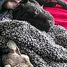 dog, sphynx_cat, blanket, red_bedspread, resting, cozy, pet, snuggling, indoor, furless_cat, black_dog, texture, closeup, sleeping_cat, relaxed, companion, animal, friendship, soft, bed