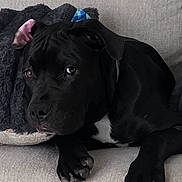 Benito is registered to the contest to win money with this photo: dog, black_dog, pet, couch, blanket, indoor, resting, animal, canine, fur, paw, ear, looking, portrait, domestic_animal, home, relaxed, furniture, comfort, companion
