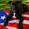 dog, black_dog, puerto_rican_flag, flag, grass, outdoor, pet, canine, animal, collar, portrait, laying_down, paw, ears, face, fur, nature, summer, daylight, relaxed