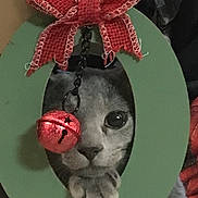Percy joined the competition — help win amazing prizes! cat, face, paw, bow, bell, green_frame, curious, close_up, indoor, cute, pet, animal, holiday, decoration, festive, grey_cat, table, background, focus, portrait