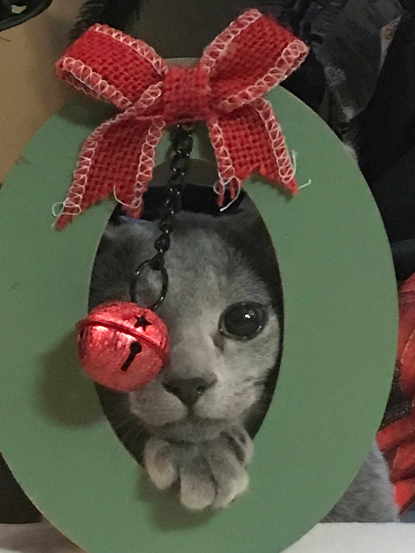 Percy joined the competition — help win amazing prizes! cat, face, paw, bow, bell, green_frame, curious, close_up, indoor, cute, pet, animal, holiday, decoration, festive, grey_cat, table, background, focus, portrait