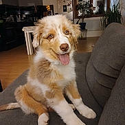 Tomy participe au concours pour gagner de l'argent avec cette photo : animal, couch, cute, dog, fluffy, furniture, golden_white, happy, home, indoor, kitchen, living_room, pet, plants, portrait, puppy, refrigerator, sitting, tongue_out, wood_floor