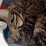 animal, blanket, cat, closeup, couch, cozy, cute, domestic, feline, fur, indoor, nap, pet, resting, sleeping, soft, striped, tabby, warm, whiskers