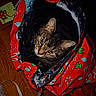 animal, cat, christmas_pattern, curious, cute, domestic_cat, ears, feline, floor, gift_bag, holiday_theme, indoor, looking_up, pet, playful, red, ribbon, tabby, whiskers, wooden_floor