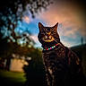 cat, tabby, necklace, beads, outdoor, sunset, sky, trees, blurred_background, pet, animal, feline, portrait, sitting, whiskers, ears, fur, nature, colorful, majestic