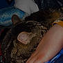 animal, arm, bed, black, blanket, blue, cat, closeup, comfort, cozy, fur, hand, indoor, person, pet, resting, sleeping, soft, tabby_cat, wristband