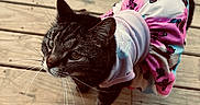 Miami Jade is registered to the contest to win money with this photo: animal, butterfly_pattern, cat, costume, curious, cute, domestic_animal, dress, ears, feline, fur, looking_up, outdoor, pet_clothing, pink, portrait, tabby_cat, tail, whiskers, wooden_deck