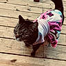 animal, butterfly_pattern, cat, costume, curious, cute, domestic_animal, dress, ears, feline, fur, looking_up, outdoor, pet_clothing, pink, portrait, tabby_cat, tail, whiskers, wooden_deck