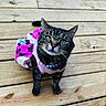 animal, beads, butterfly_pattern, cat, close_up, colorful, costume, curious, cute, domestic_cat, dress, feline, green_eyes, looking_up, necklace, outdoor, pet, small, tabby_cat, wooden_deck