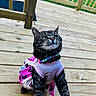 animal, beaded_necklace, butterfly_pattern, cat, claws, costume, cute, ears, feline, green_grass, looking_up, outdoor, pet, pink_clothing, playful, portrait, sunlight, tabby, whiskers, wooden_deck