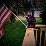 cat, tabby, animal, pet, outdoor, flag, american_flag, wooden_railing, necklace, greenery, grass, tree, porch, daylight, nature, fence, fur, mammal, sitting, patriotic