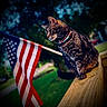cat, tabby_cat, animal, pet, outdoor, wooden_railing, flag, american_flag, necklace, beads, greenery, grass, daylight, blurred_background, nature, feline, sitting, profile_view, focused, peaceful