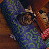 cat, colorful, cozy, curious, domestic, feline, flooring, green_pattern, household, indoor, laundry_basket, mirror, pet, playful, purple_tunnel, reflection, shoes, tabby_cat, toy, wooden_floor