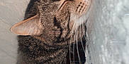 Miami Jade joined the competition — help win amazing prizes! blanket, cat, closeup, comfort, cozy, cushion, domestic_animal, ears, feline, fur, indoor, nap, nose, pet, relaxation, resting, sleeping, soft_texture, tabby, whiskers