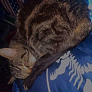 Miami Jade joined the competition — help win amazing prizes! american_flag, animal, bedroom, blanket, blue_blanket, cat, close_up, cozy, curled_up, domestic_cat, feline, fur, indoor, peaceful, pet, quiet, resting, skeleton_design, sleeping, tabby_cat