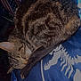american_flag, animal, bedroom, blanket, blue_blanket, cat, close_up, cozy, curled_up, domestic_cat, feline, fur, indoor, peaceful, pet, quiet, resting, skeleton_design, sleeping, tabby_cat