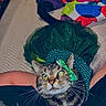 animal, bow, cat, clothing, colorful, cute, domestic_animal, ears, eyes, fabric, feline, indoor, lap, pattern, person, pet, playful, tabby_cat, tutu, whiskers