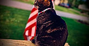 Miami Jade joined the competition — help win amazing prizes! american_flag, animal, bead_necklace, blurred_background, cat, colorful, daylight, domestic_cat, feline, green_grass, nature, outdoor, peaceful, pet, portrait, side_view, sitting, tabby_cat, wood, wooden_railing