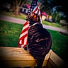 cat, tabby_cat, bead_necklace, wooden_railing, american_flag, outdoor, green_grass, blurred_background, daylight, pet, animal, feline, sitting, side_view, nature, domestic_cat, portrait, colorful, peaceful, wood