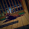Kingston is registered to the contest to win money with this photo: animal, backyard, brown_dog, canine, daytime, dog, fence, grass, outdoor, pet, relaxed, resting, shade, summer, sunlight, sunny, tongue, tongue_out, wooden_deck, wooden_railings