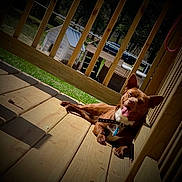 Kingston is registered to the contest to win money with this photo: animal, brown_dog, canine, collar, dog, doghouse, ears_up, fence, green_lawn, happy, outdoor, pet, relaxed, shadow, smiling, sunlight, sunny_day, tongue_out, wood_planks, wooden_deck