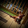 animal, brown_dog, canine, collar, dog, doghouse, ears_up, fence, green_lawn, happy, outdoor, pet, relaxed, shadow, smiling, sunlight, sunny_day, tongue_out, wood_planks, wooden_deck
