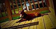 Kingston joined the competition — help win amazing prizes! animal, canine, daylight, dog, doghouse, fence, green_grass, happy, nature, outdoor, pet, relaxed, resting, smiling, summer, sunlight, tongue, tongue_out, wooden_deck, wooden_floor