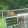 Kingston joined the competition — help win amazing prizes! animal, backyard, brown_dog, chain_link_fence, daylight, dog, ears_up, fence, grass, greenery, leash, nature, outdoor, pet, platform, standing, tongue_out, trees, wooden_platform, yard