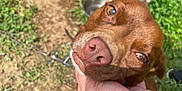 Kingston is registered to the contest to win money with this photo: affection, animal, brown_dog, canine, chain, close_up, collar, dirt, dog, eyes, food_bowl, grass, hand, happy, nose, outdoor, pet, sunlight, watch, water_bowl